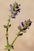 salvia