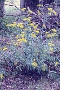 senecio