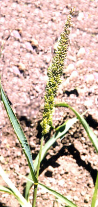 setaria