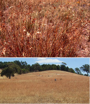 kangaroo grass