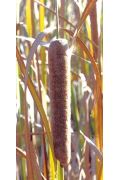 typha