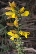 ulex