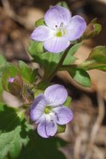 speedwell