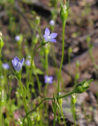 bluebell