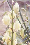 yucca